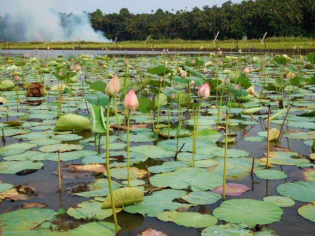 पोषक तत्वों का खजाना होती है तालाब में उगनेवाली यह जड़