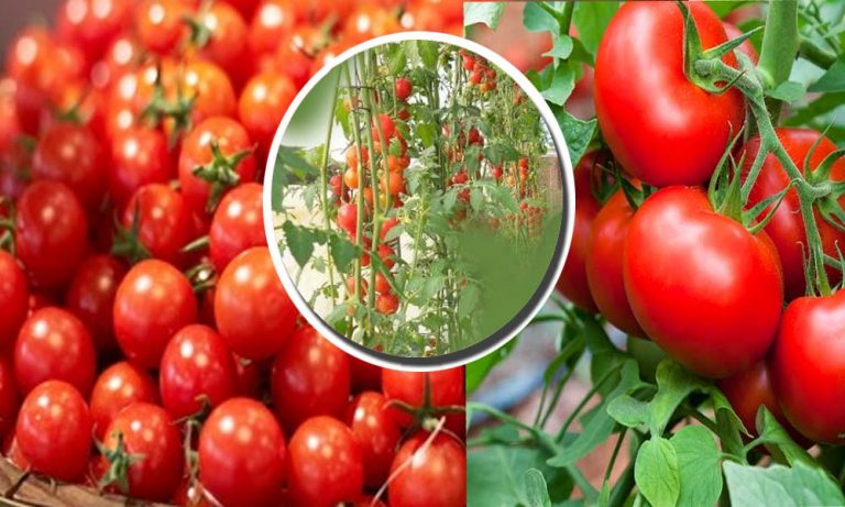 टमाटर खाने के फायदे और कुछ औषधीय उपयोग
