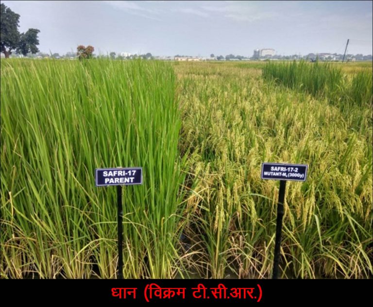 छत्तीसगढ़ में विकसित विभिन्न फसलों की 12 नवीन किस्मों को भारत सरकार की मंजूरी