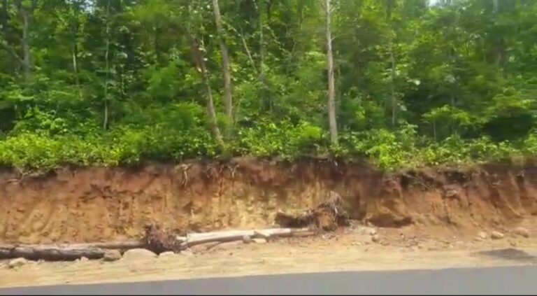 सैंकड़ो छोटे- बड‍़े वृक्ष कोरिया वनमंडल के जमद्वारी घाट के पहाड़ और मनेन्द्रगढ‍़ वनमंडल के नर्सरी के पहाड़ पर गिर सकने की अवस्था में अपनी जड़ को पकड़े खड़े हैं