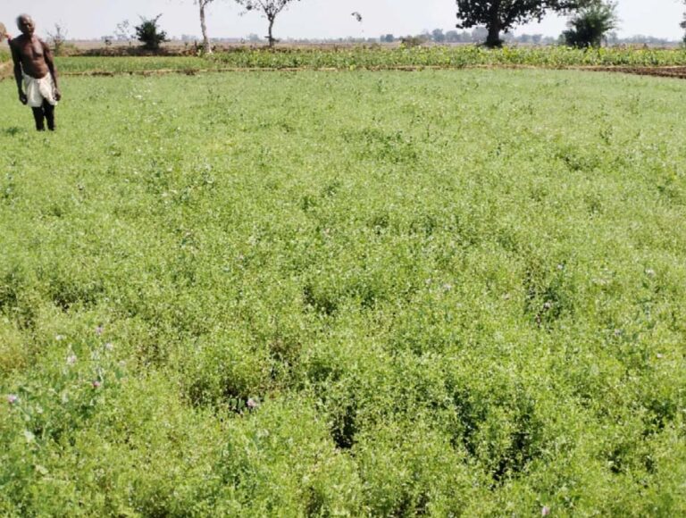 दलहनी फसलों के क्षेत्र में वृद्धि 3503 हेक्टेयर में हो रही खेती : बस्तर जिले में चना उड़द एवं मूंग की दलहन फसल की प्रमुखता से खेती