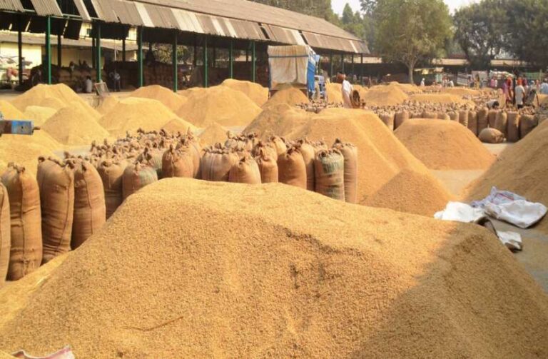पंजाब-हरियाणा में धान की खरीद आज से होगी शुरू, किसानों के विरोध का हुआ असर