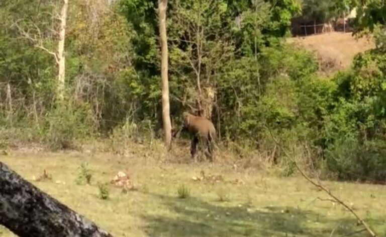 शाम होते ही गांवों में पहुंच रहे गजराज, दहशत में ग्रामीण, दूर भगाने फोड़ रहे पटाखे