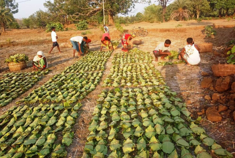 शहीद महेन्द्र कर्मा तेन्दूपत्ता संग्राहक सामाजिक सुरक्षा योजना : दिसम्बर 2021 तक 3 हजार 827 प्रकरणों में 57.52 करोड़ रूपए की राशि का भुगतान