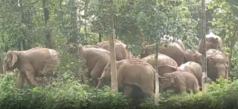 43 हाथियों के दल ने मचाई तबाही, गरीबों का उजड़ा आशियाना