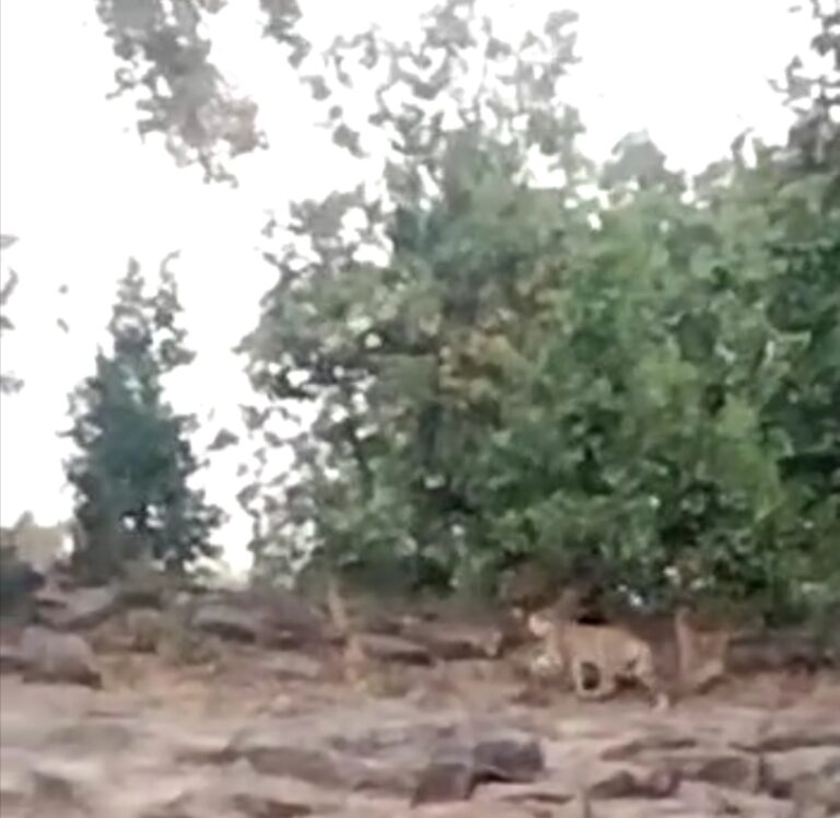 भटका घूमता शिकारी बाघ अपने पुरखों के माढा (गुफाओं) को भूल चुका है ?