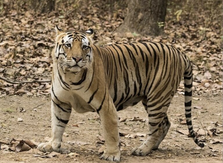 सावधान: सूरजपुर के कुदरगढ वन परिक्षेत्र के इलाके में बाघ की धमक !