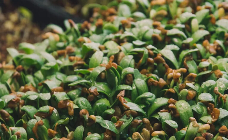 बच्चे को ज्यादा काटते हैं मच्छर तो इस पौधे की 2 पत्तियां रख दें जेब में, फिर पास नहीं फटकेंगे मॉस्किटो