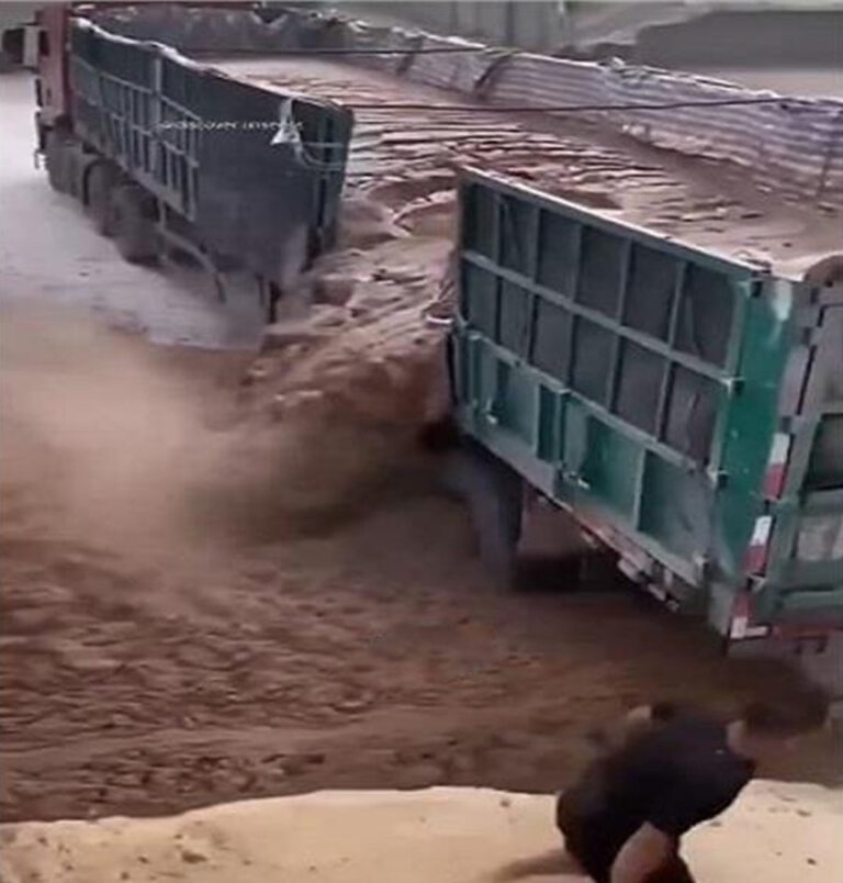 भारतीय गायों के गोबर की विदेशों में बढ़ी मांग, सैंकड़ों टन के हिसाब से खरीद रहे अरब देश