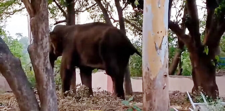 ग्रामीण को हाथी ने कुचलकर मार डाला, पूरे इलाके में दहशत का माहौल, वन विभाग की टीम मौके पर