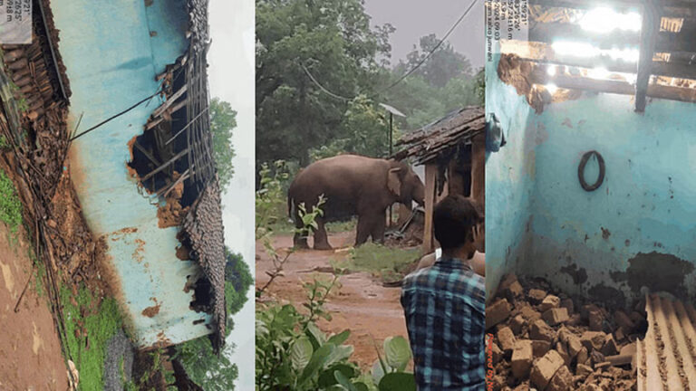 छत्तीसगढ़ में दंतैल हाथी का उत्पात: घरों को किया क्षतिग्रस्त, धान-चावल किए चट; ग्रामीणों में दहशत