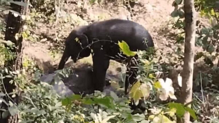 छत्तीसगढ़ में हाथी के बच्चे ने खाया बम: कई किलोमीटर तक मिले खून के धब्बें, ड्रोन से निगरानी; शिकारी पर रखा इनाम