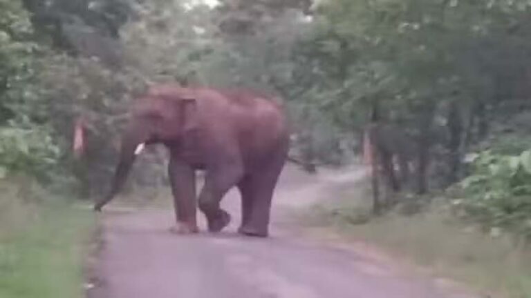 हाथी ने ग्रामीण को कुचलकर उतारा मौत के घाट, किसी काम से जंगल गया था रमलू तिर्की