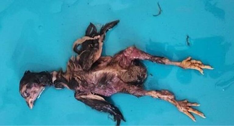 युवक ने जिंदा मुर्गा निगलने की कोशिश, दम घुटने से हुई मौत