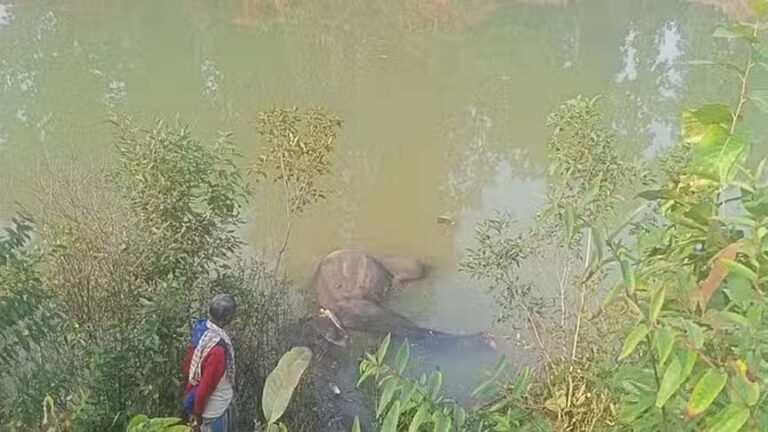 जंगल के भीतर पानी में मिली हाथी की लाश, वन विभाग में मचा हड़कप, करंट लगने से मौत की आशंका