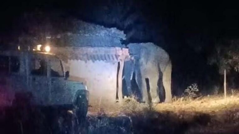 कोरबा में दंतैल हाथी का आतंक: 2 मकानों में की तोड़फोड़, रातभर जागने को मजबूर लोग; पूरे इलाके में दहशत का माहौल