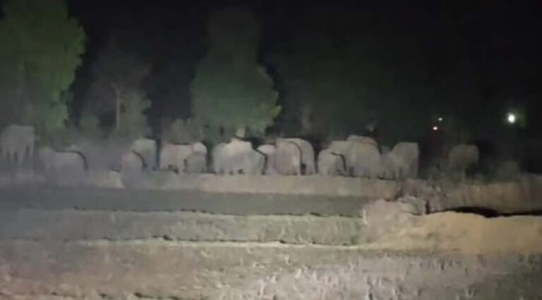 छाल रेंज में पहुंचा हाथियों का बड़ा दल, जंगल में 29 हाथियों की मौजूदगी से दहशत में ग्रामीण