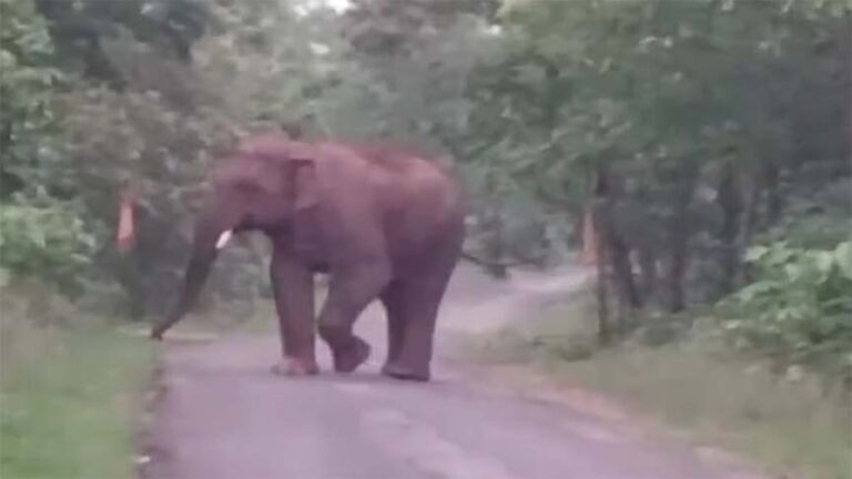 रायगढ़ में हाथी का कहर, गजराज के हमले से बुजुर्ग की मौत; ग्रामीणों में दहशत