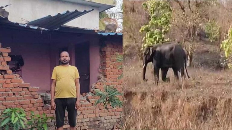 गांव में दहशत: मरवाही और कोरबा में हाथी का आतंक, दो की मौत, कई घरों की तोड़ी दीवार…वन विभाग करा रहा मुनादी