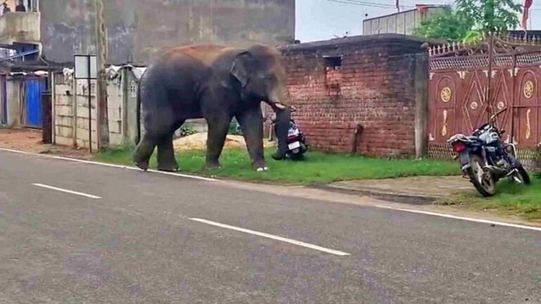 लातेहार शहर में घुसा जंगली हाथी, दहशत में नागरिक, वन विभाग से कार्रवाई की मांग