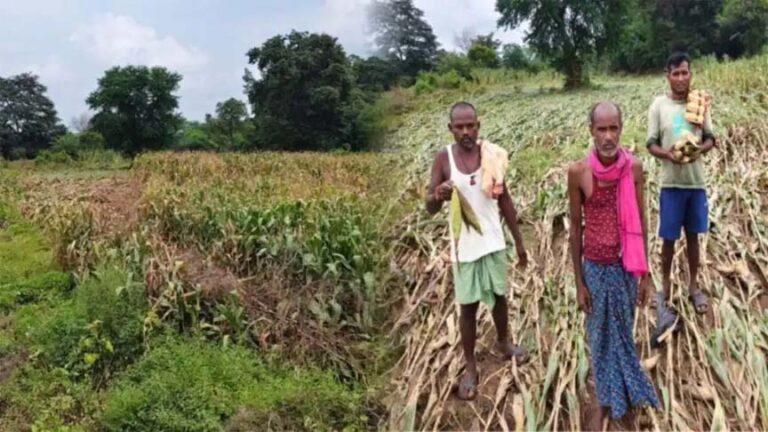 बाढ़ से लाखों की मक्का फसल बर्बाद, अब किसानों को सता रही कर्ज चुकाने की चिंता, प्रशासन से की मुआवजे की मांग
