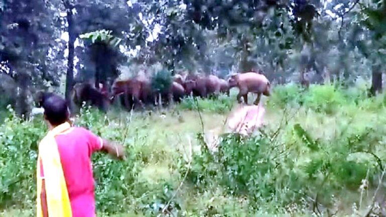 किसानों की फसलों का नुकसान पहुंचा रहा हाथियों का झुंड, ग्रामीणों में दहशत
