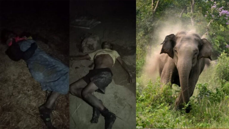 नहीं थम रहा गजराज का आतंक, सो रहे पति-पत्नी को कुचलकर उतारा मौत के घाट