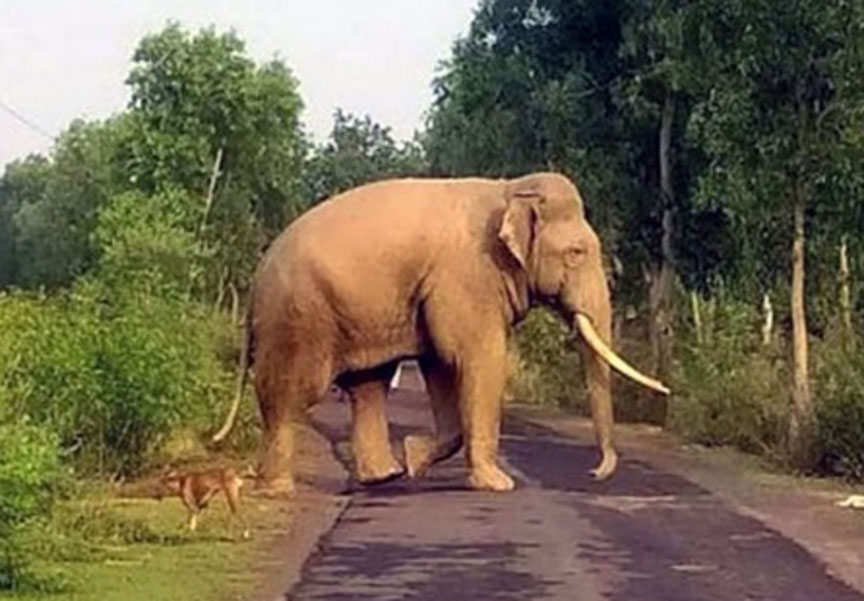 मां-बेटी पर हाथी ने किया हमला, 80 वर्षीय महिला को गजराज ने कुचलकर मार डाला, ग्रामीणों में दहशत