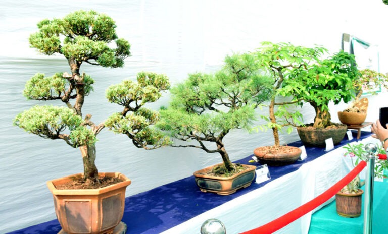 मुंबई में अनोखी बोनसाय–ओरिगामी प्रदर्शनी का जादू