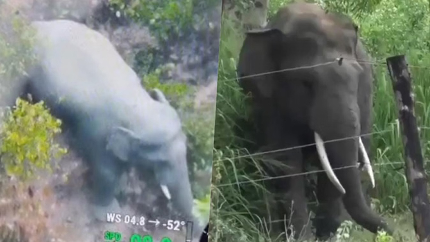 कोरबा में हाथी का आतंक, ग्रामीणों में दहशत; वन विभाग की टीम ड्रोन कैमरे से रख रही नजर