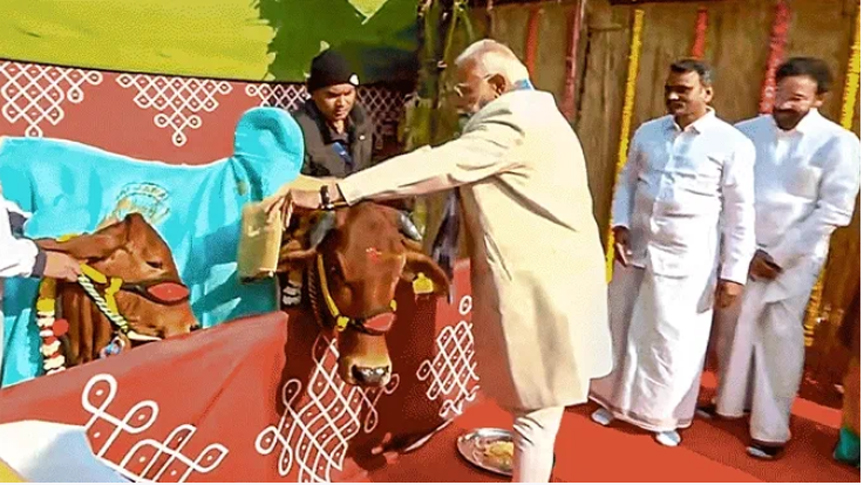 मुरुगन के घर गौ सेवा के बाद बोले पीएम मोदी- पोंगल अब वैश्विक; प्रकृति के संरक्षण पर भी जोर