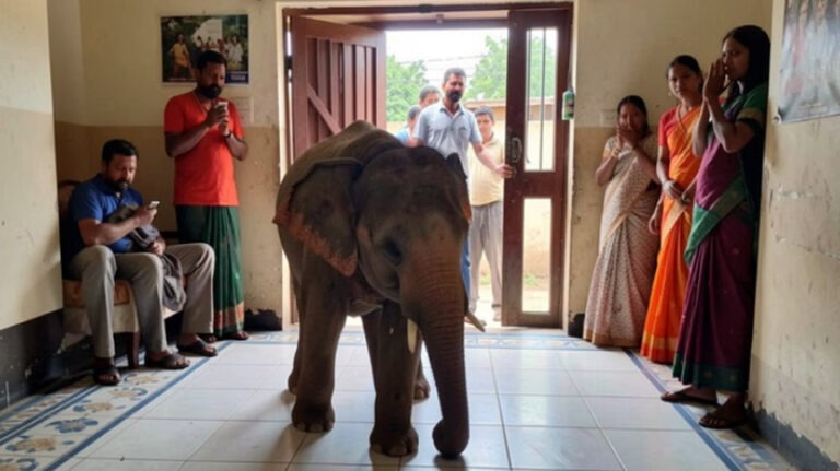 बोकारो में हाथियों का कहर; घर में घुसकर एक ही परिवार के तीन लोगों की कुचलकर ली जान, एक गंभीर घायल