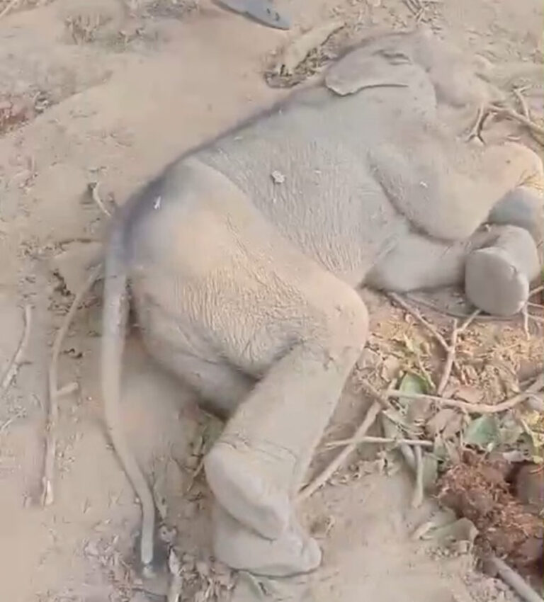 हाथी के बच्चे का मिला शव, बीमार होने से मौत होने की आशंका, जांच में जुटी वन विभाग की टीम