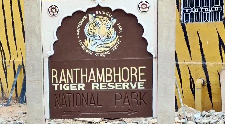 रणथंभौर में सफारी नियम तोड़ना पड़ा भारी