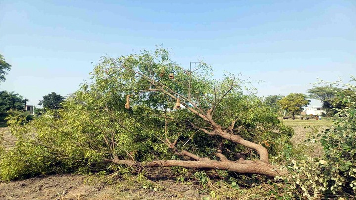 ऋषिकेश बाईपास निर्माण, फिर हरियाली की कीमत पर होगा विकास